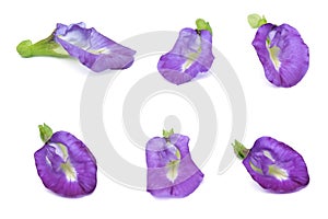 Set of Beautiful Purple Butterfly Pea Flowers