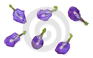 Set of Beautiful Purple Butterfly Pea Flowers