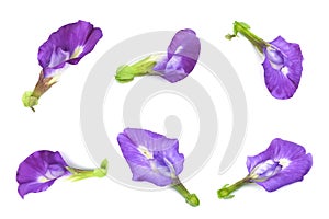 Set of Beautiful Purple Butterfly Pea Flowers