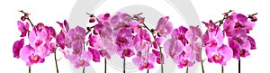 Set of beautiful purple orchid phalaenopsis flowers on white