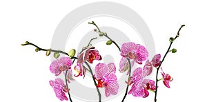 Set of beautiful purple orchid phalaenopsis flowers on white