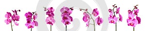 Set of beautiful purple orchid phalaenopsis flowers