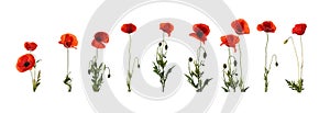 Set of beautiful red poppy flowers isolated. Banner design