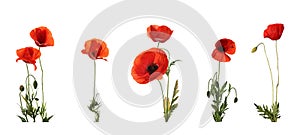 Set of beautiful red poppy flowers isolated on white. Banner design