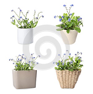 Set with beautiful tender forget me not flowers on white background