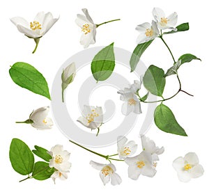 Set with beautiful tender jasmine flowers and leaves on white background