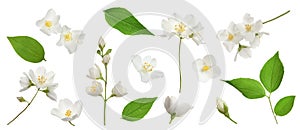 Set with beautiful tender jasmine flowers and green leaves on white background. Banner design