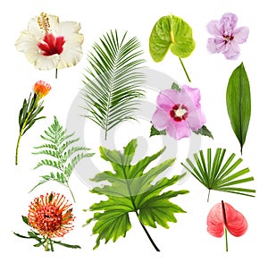 Set with beautiful tropical flowers and green leaves