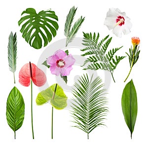 Set with beautiful tropical flowers