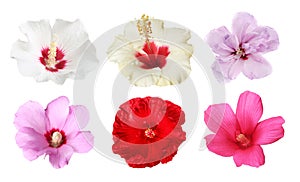 Set with beautiful tropical Hibiscus flowers