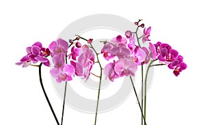 Set of beautiful tropical orchid flowers on background