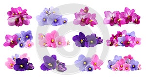 Set with beautiful violet flowers on white