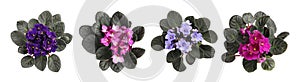 Set with beautiful violet flowers on white background. top view. Banner design