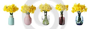 Set with beautiful yellow daffodils in vases on white background. Banner design