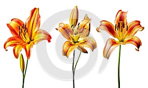 set of beautiful yellow golden lilies, with stem, gift for Women\'s Day, spring design element, isolated