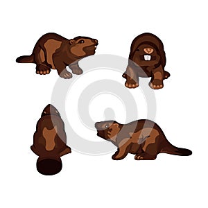 Set of beavers - animal. Vector illustration