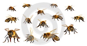 Set of bee or honeybee in Latin Apis Mellifera