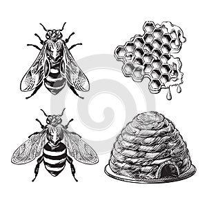 Set of bee, wasp, honeycombs, hive vintage drawing