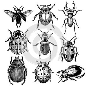 Set of beetle vintage illustrations