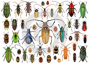 Set of beetles Coleoptera