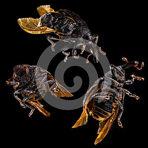 Set of beetles isolated on black background.