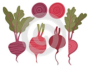 Set of beetroot with green leaves tasty sweet vegetable vector illustration isolated on white background