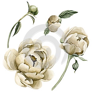 Set of beige peony flowers and buds. Floral watercolor illustration hand painted isolated on white background.