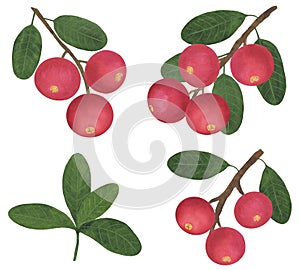 Set Berries Cranberry branch leaves watercolor botanical illustration