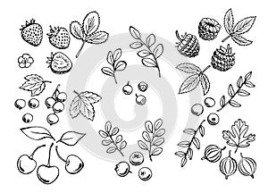 Set of berries outlines. Hand drawn illustration converted to vector