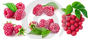 Set berry raspberry with green leaf collection