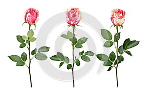 Set with bicolour roses. As design elements.