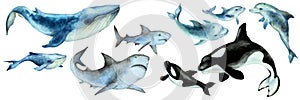 Set of a big blue whale, shark, orca killer whale, dolphins with cubs on a white background, panorama. Hand drawn watercolor