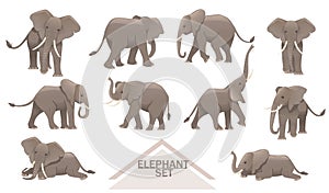 Set of big gray african elephants biggest earth mammal cartoon animal design vector illustration on white background