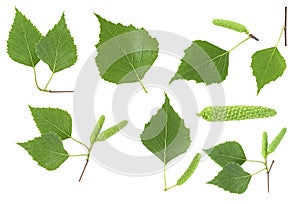 Set of birch tree green leaves and seeds isolated on white background. Collection of images