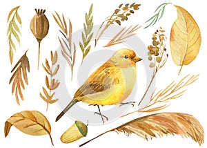 Set of bird and autumn dry herbs, canary watercolor drawing, boho illustration