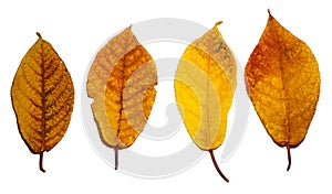 Set bird cherry autumn red yellow leaves texture on isolated white background