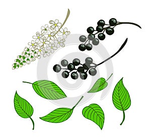 a set of bird cherry. Isolated berries, flowers and leaves of Mayday tree