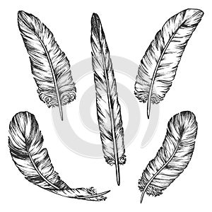 Set of bird feather sketch. Isolated wing pen