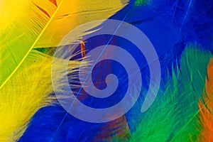 Set of bird feathers of different bright colors
