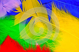 Set of bird feathers of different bright colors