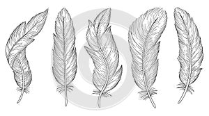Set of bird feathers. Hand drawn illustration