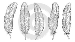 Set of bird feathers. Hand drawn illustration