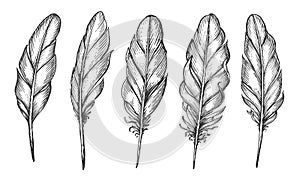 Set bird feathers isolated. Hand drawn bird plumage and quill. Sketch vector illustration in vintage engraving style