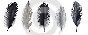 Set of bird feathers on transparent background,