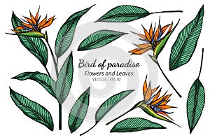 Set of Bird of paradise flower and leaf drawing illustration with line art on white backgrounds