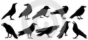 set bird, raven black silhouette, on white background, isolated