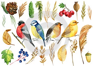 Set with birds bullfinches, titmice, canaries, robin birds. Autumn leaves and herbs. isolated background, watercolor