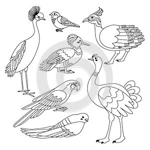 Set of birds crane, sparrow, tinamou, duck, parrot, swift, ostrich