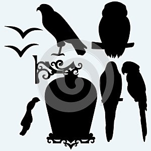 Set Birds: eagle, owl, parrots and seagulls