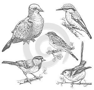 Set of birds hand drawn illustrations, pigeon, sparrow, kingfisher, tit monochrome vector image